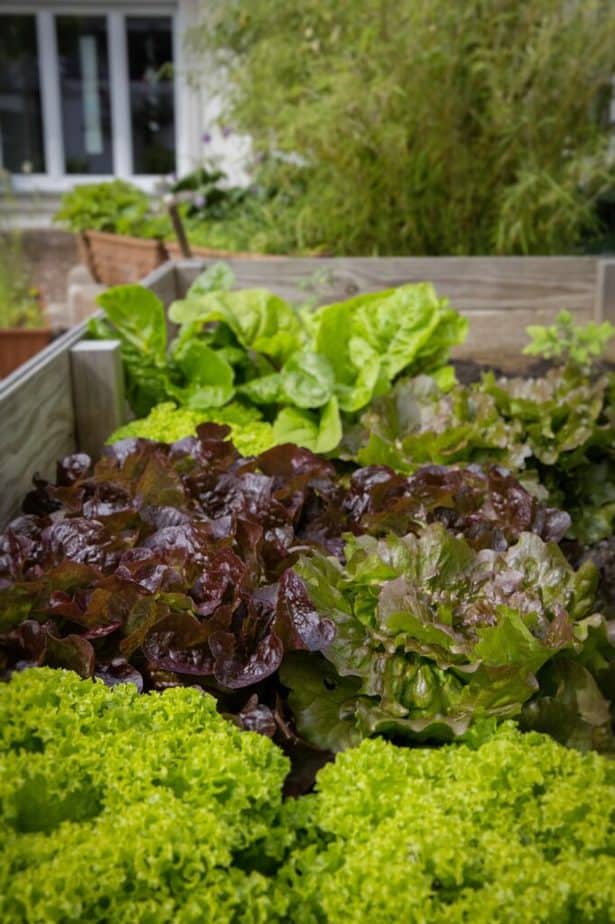 raised bed growing lettuce in backyard