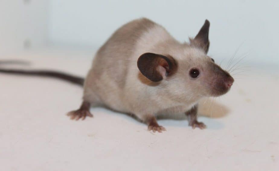 Mouse in house on counter.