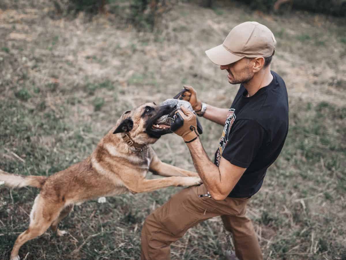 German Shepherd type dog jumping at man - dog has teeth bared